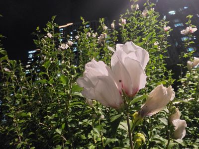 Small flowers I noticed while slowing down during an evening run.